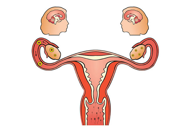 输卵管不通真的会影响怀孕1.jpeg
