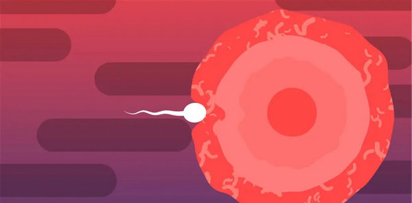 什么样的卵泡和内膜能让女人快速怀孕3.webp.jpg