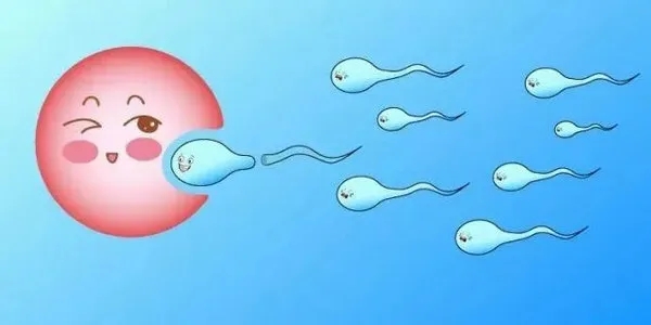 关于女性卵巢的5个冷知识1.webp.jpg
